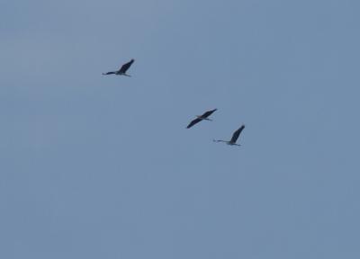 Прикрепленное изображение: 503-2.jpg